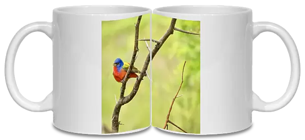 Painted Bunting perched in the forest in Texas