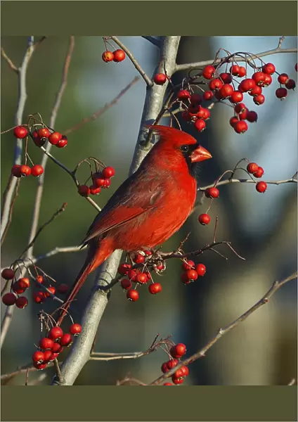 Male Cardinal on branch