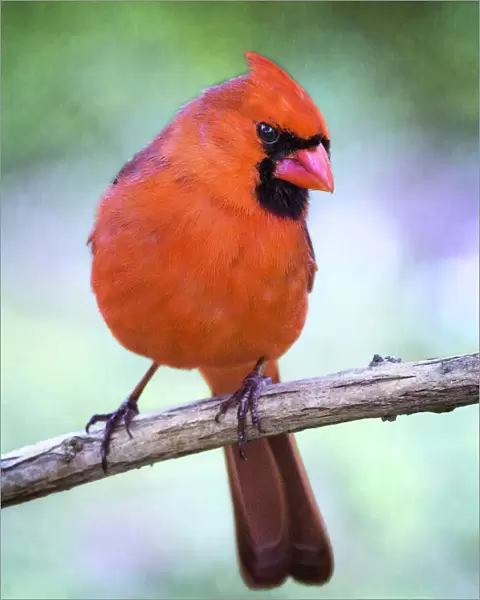 Adorable Close Up of Northern Cardinal Looking at Camera