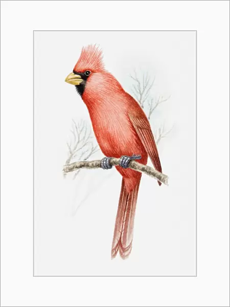 Illustration of a Vermilion cardinal (Cardinalis phoeniceus) perching on a branch