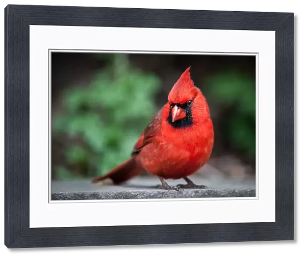 Cardinal, Cardinalidae