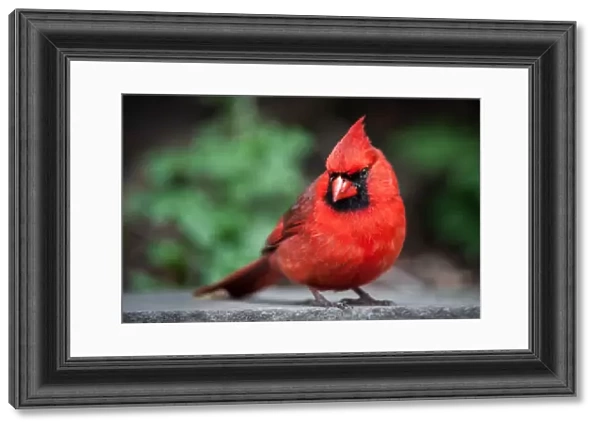 Cardinal, Cardinalidae