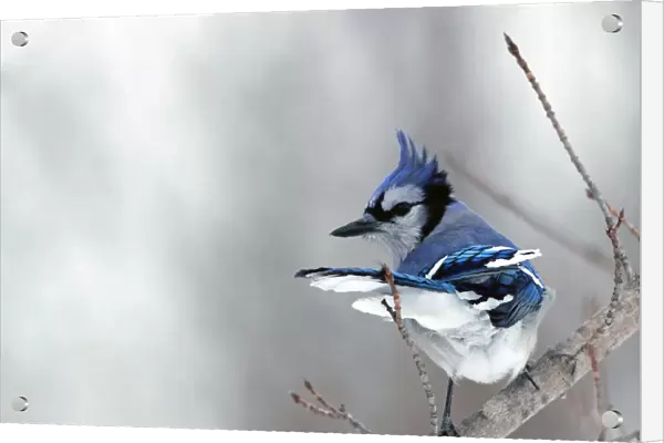 Blue Jay on branch during windy day