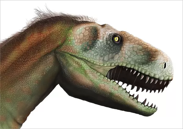 Megalosaurus Dinosaur, illustration