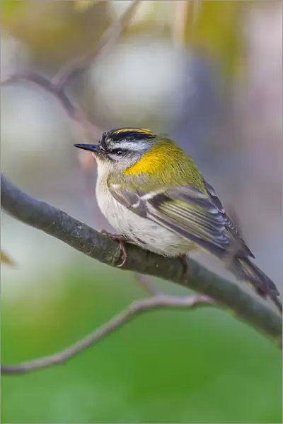 Firecrest. The common firecrest (Regulus ignicapilla) sitting on a branch