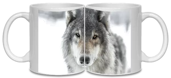 Wolf face. Captured this grey wolf face looking directly into the lens