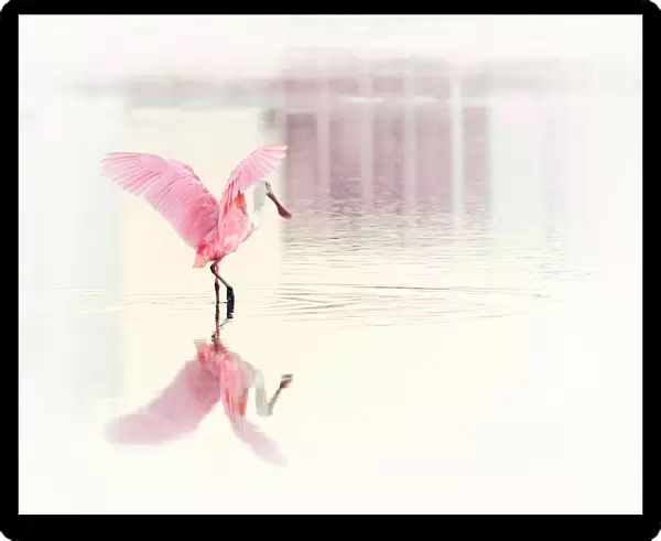 Roseate Spoonbill and Her Reflection