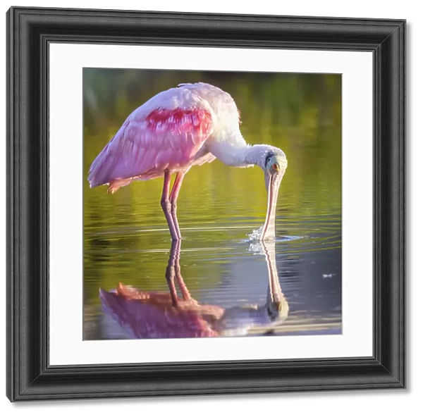 Gorgeous Roseate Spoonbill and Reflection at Fort Myers Beach, Florida