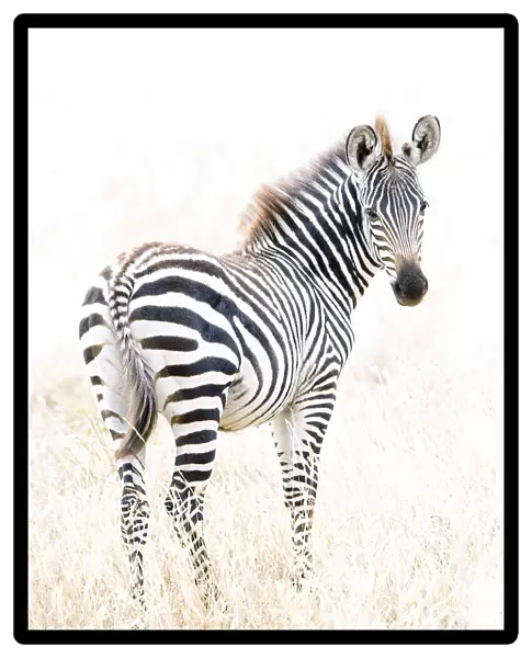 Beautiful Zebra Portrait