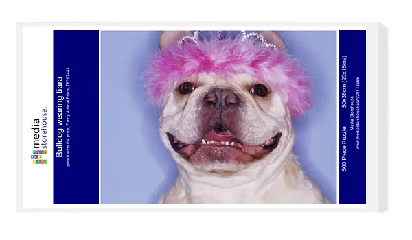 Bulldog wearing tiara
