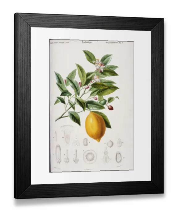 Framed Print : Lemon Branch Print Framed Print : Lemon Branch Print
