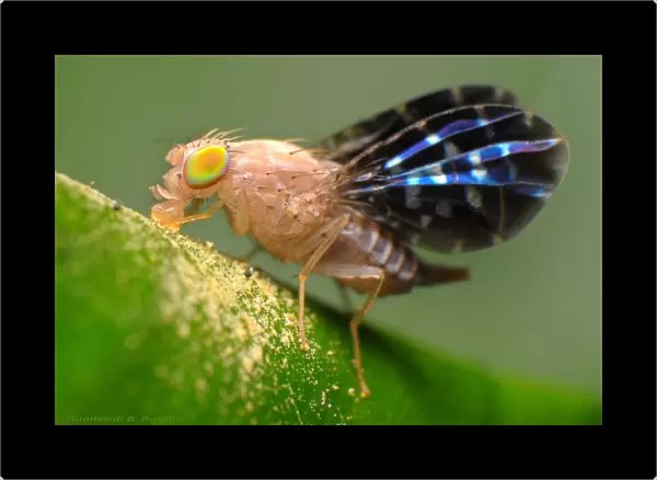 Winged fly