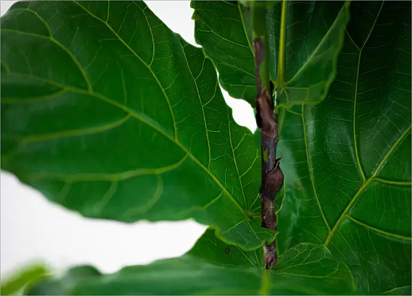 Fiddle leaf fig leaves close up green indoor plant garden