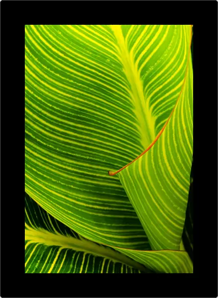 Vibrant Striped Green and yellow Leaves of Canna