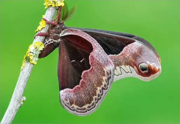 Callosamia promethea a Promethea silkmoth moth