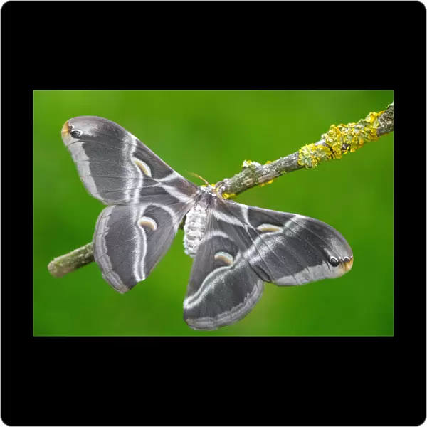 Samia ricini a Eri silkmoth moth