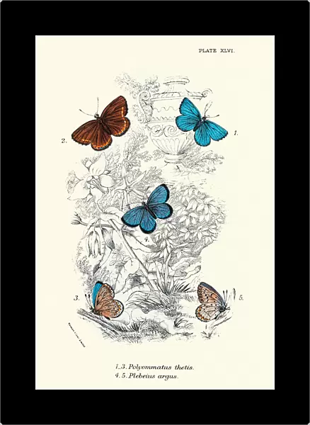 Butterflies, Polyommatus thetis, Plebeius argus Silver-studded blue, Butterfly Art print