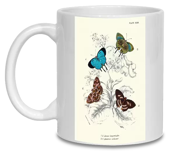 Butterflies, Arcas imperialis, Anteros achaeus, Art print
