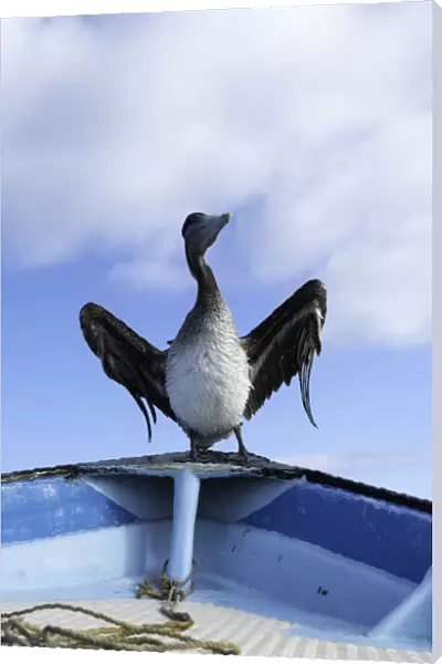 Brown pelican drying its wings on the bow of a fishermans boat, Magdalena Bay