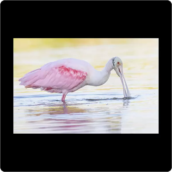 Adorable Roseate Spoonbill Feeding at Fort Myers Beach, Florida