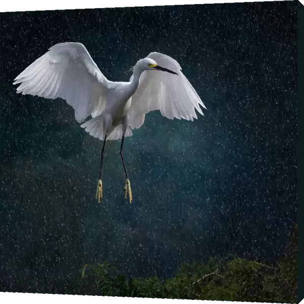 Stormy Snowy Egret