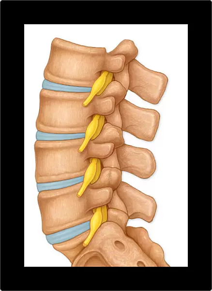Normal lateral view of the lumbar vertebrae showing spinal nerve roots