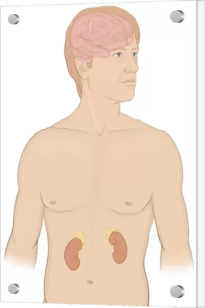 Normal front view of a man showing the endocrine system including the brain