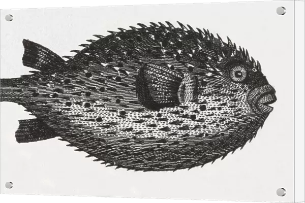 Blowfish Engraving