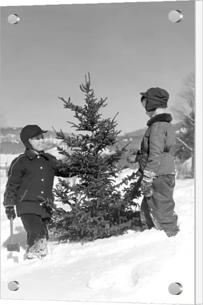 Two Boys Chopping Down Christmas Tree In Snow Outdoor