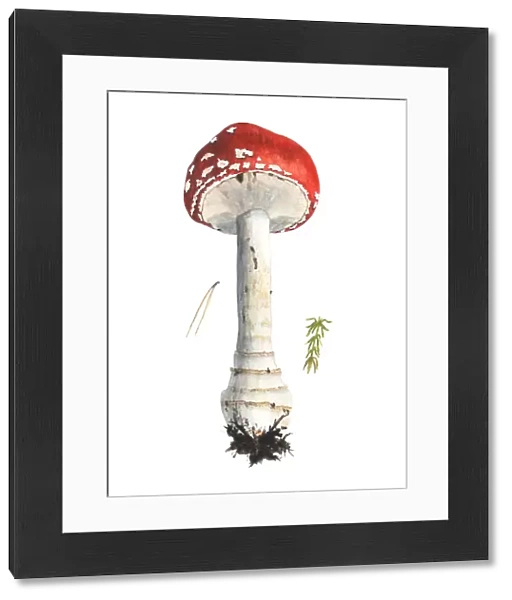 Mushroom, redcap fly agaric, hand-drawn watercolor