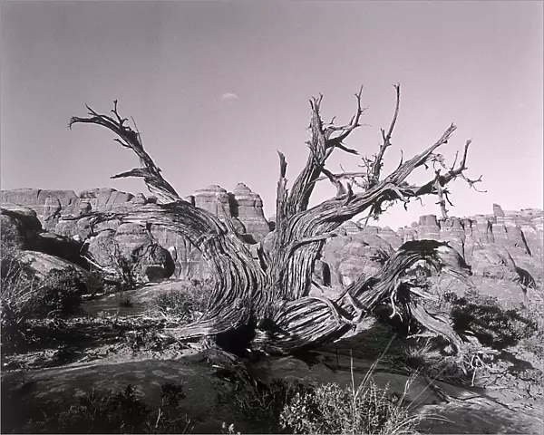 Twisted tree by canyon