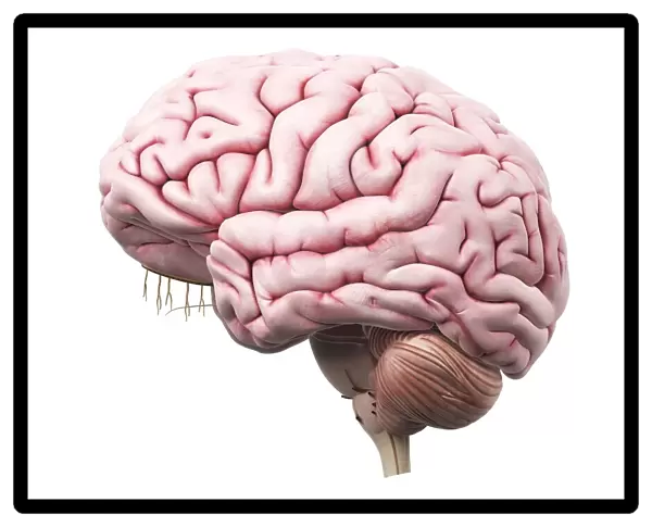 Human brain, artwork