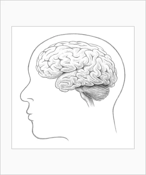 Human Brain, Lateral View