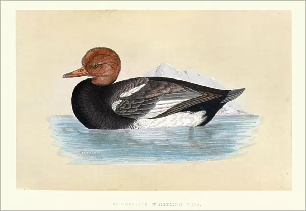 Red Crested Whistling Duck, Wildlife, Birds, ducks, Art Prints