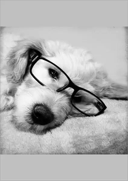 Goldendoodle Puppy In Glasses