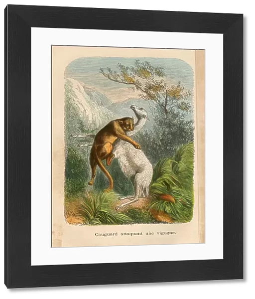 Mountain Lion attacking a vicuna engraving chromolitography 1880