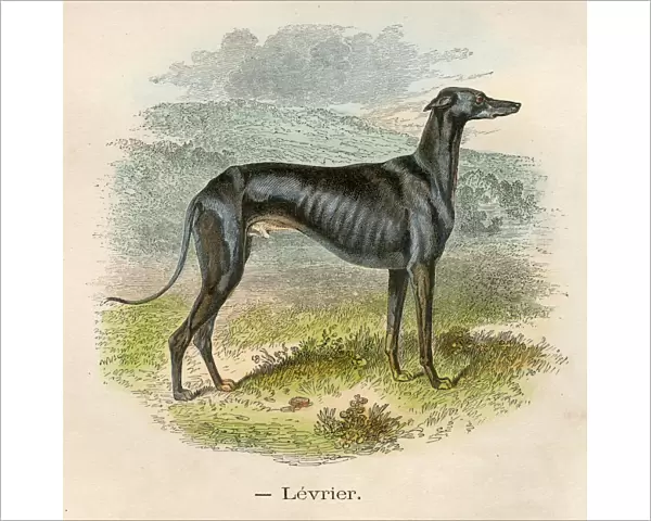 Greyhound dog chromolitography 1880