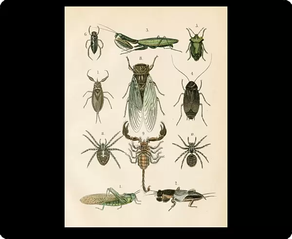 Insects: spider, mantis, cockroach, scorpion engraving 1872