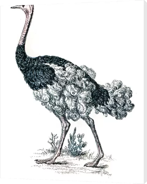 Ostrich engraving 1872