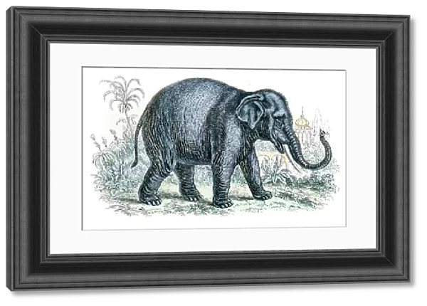 Elephant engraving 1872