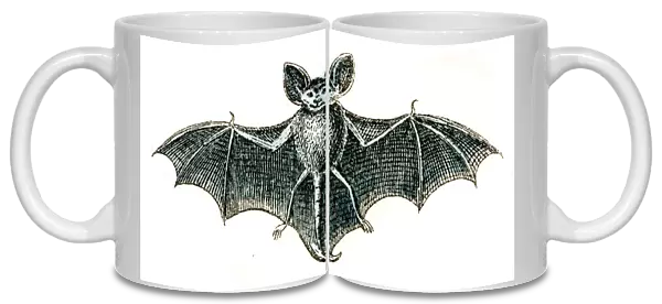 Bat engraving 1872