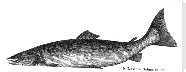 Atlantic salmon engraving 1897