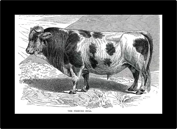 Friburg bull engraving 1896