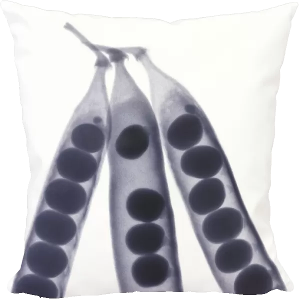 Peas in pods, X-ray