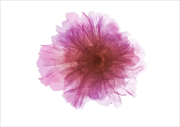 Peony (Paeonia suffruticosa), X-ray
