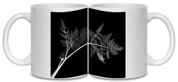 Cow parsley leaves (Anthriscus sylvestris), X-ray