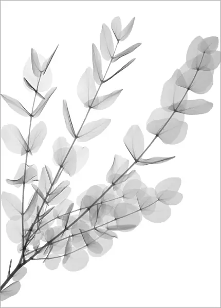 Gum tree (Eucalyptus cinerea), X-ray