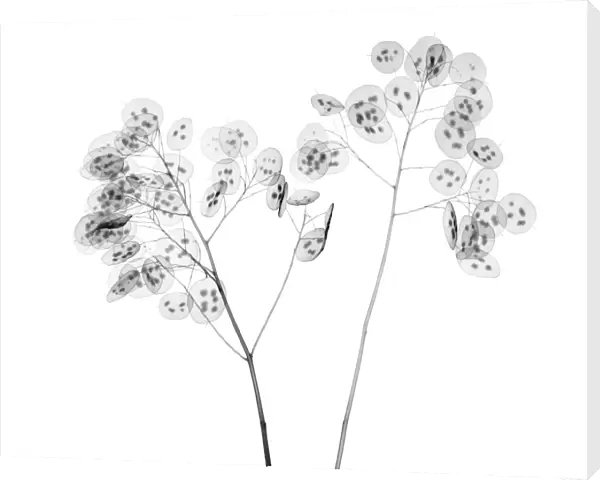 Honesty (Lunaria sp. ), X-ray