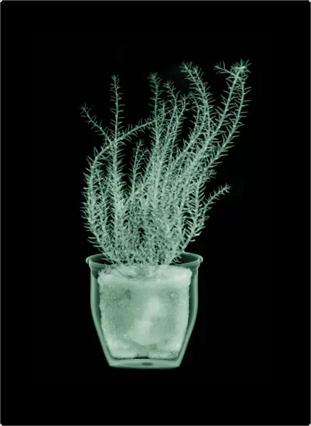 Green fern plant in pot, X-ray