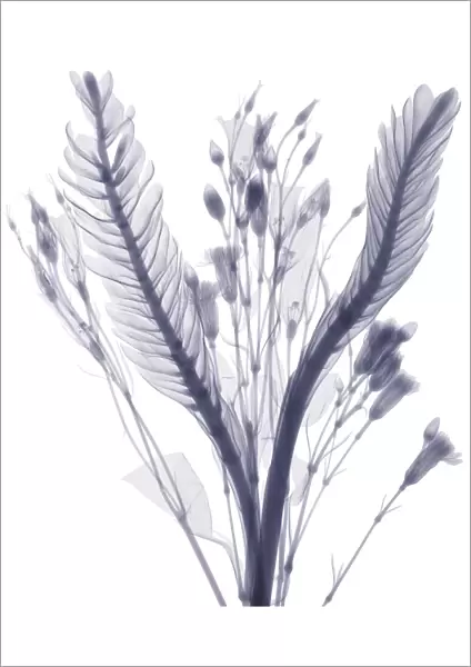 Long leaves and flower buds, X-ray